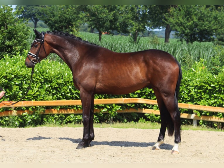 Westfale Wallach 4 Jahre 174 cm Dunkelbrauner in Hohenfelde