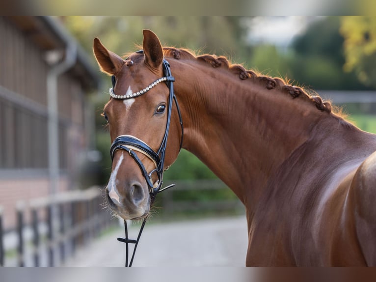 Westfale Wallach 4 Jahre 174 cm Fuchs in Heidesheim am Rhein