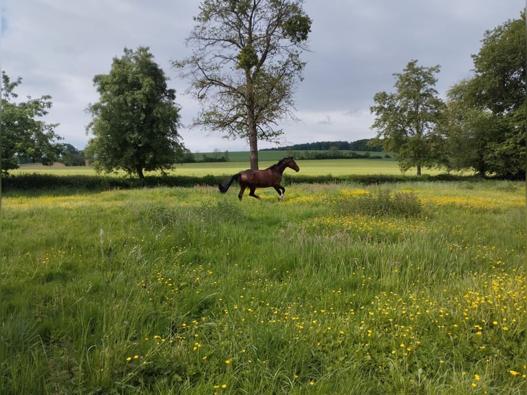 Westfale Wallach 4 Jahre 175 cm Brauner in Brakel