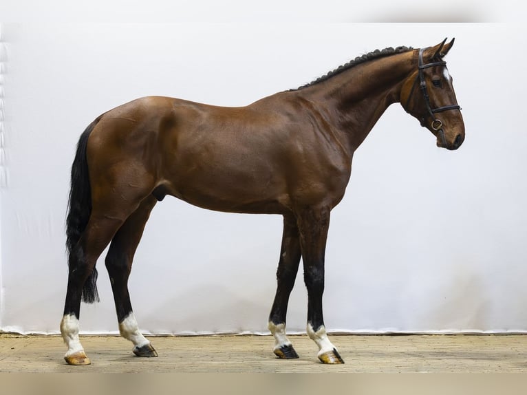 Westfale Wallach 4 Jahre 175 cm Brauner in Waddinxveen