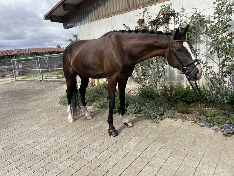 Westfale Wallach 4 Jahre 175 cm Rappe in Epfendorf