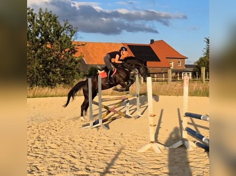 Westfale Wallach 4 Jahre 175 cm Rappe in Soest
