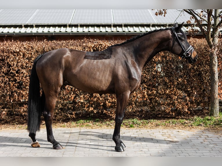 Westfale Wallach 4 Jahre 175 cm Schwarzbrauner in Büren