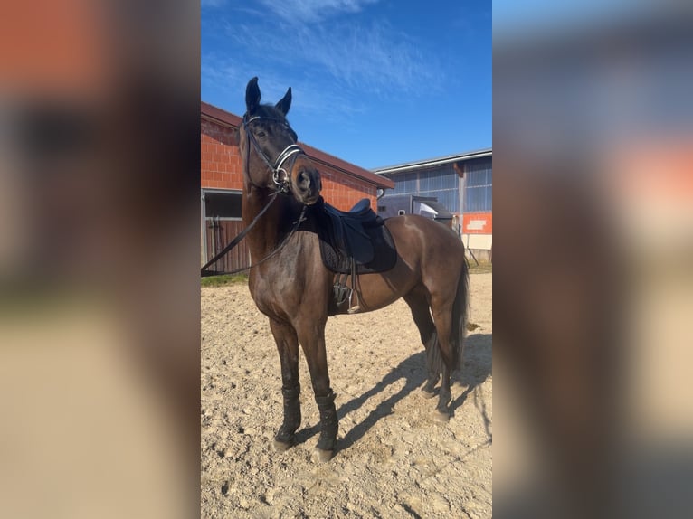 Westfale Wallach 4 Jahre 175 cm Schwarzbrauner in Büren