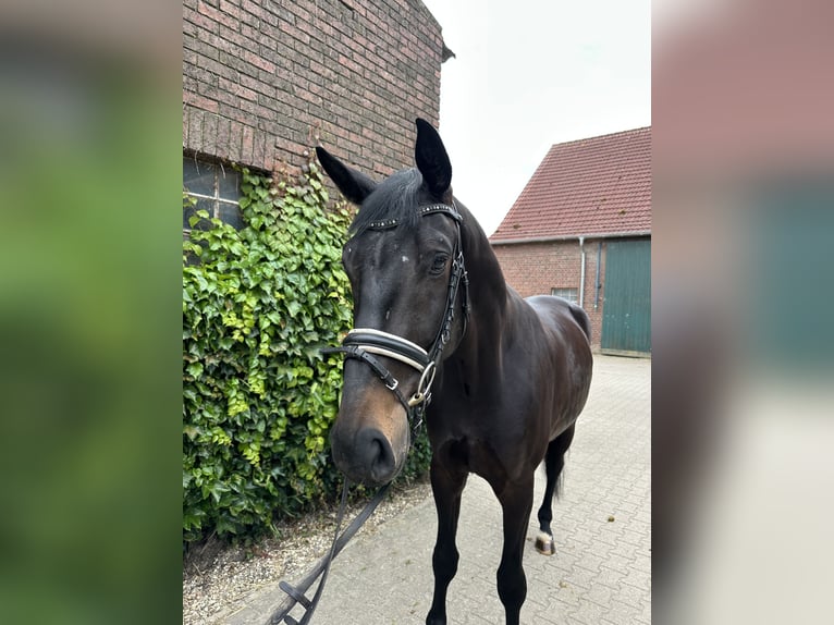 Westfale Wallach 4 Jahre 175 cm Schwarzbrauner in Rees