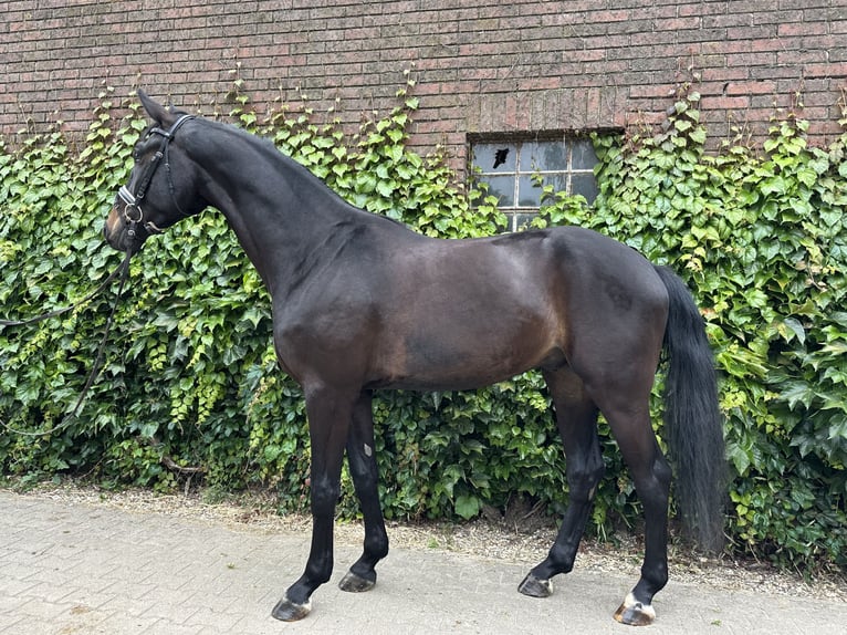Westfale Wallach 4 Jahre 175 cm Schwarzbrauner in Rees