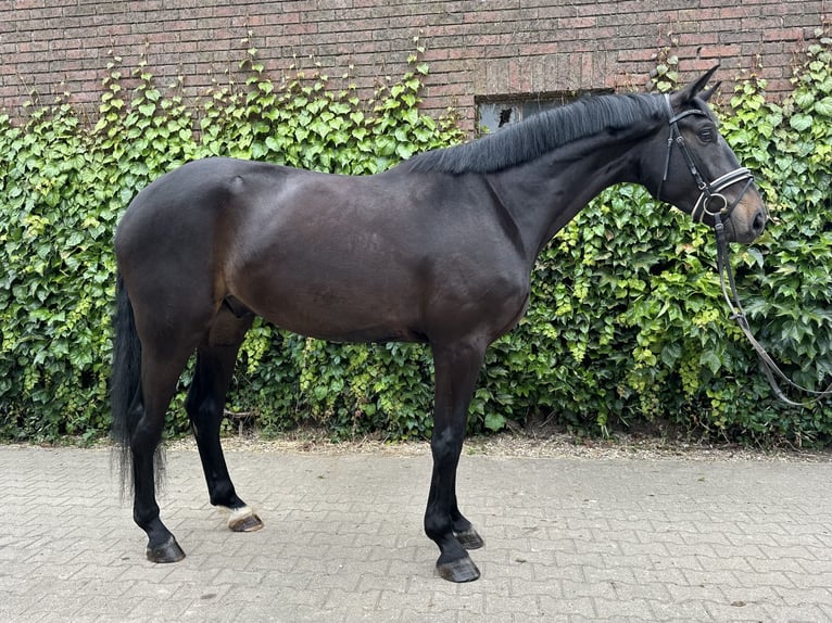 Westfale Wallach 4 Jahre 175 cm Schwarzbrauner in Rees