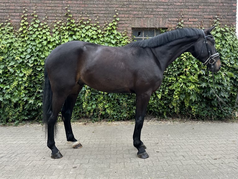 Westfale Wallach 4 Jahre 175 cm Schwarzbrauner in Rees