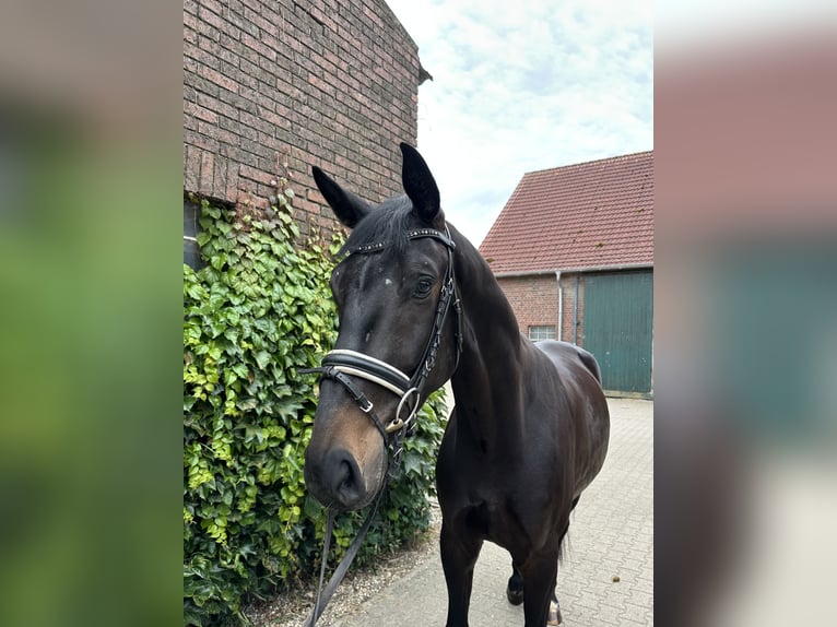 Westfale Wallach 4 Jahre 175 cm Schwarzbrauner in Rees
