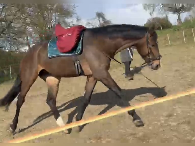 Westfale Wallach 4 Jahre 176 cm Brauner in Waldbr&#xF6;l