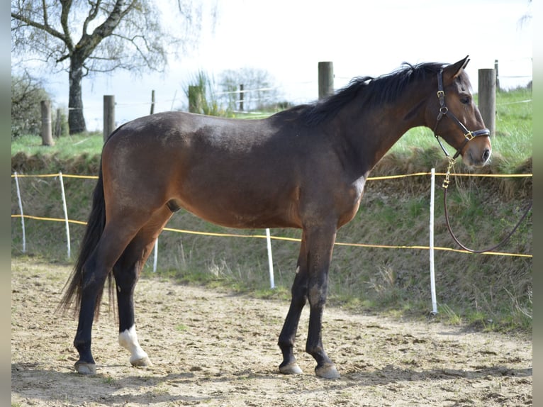 Westfale Wallach 4 Jahre 176 cm Brauner in Waldbr&#xF6;l