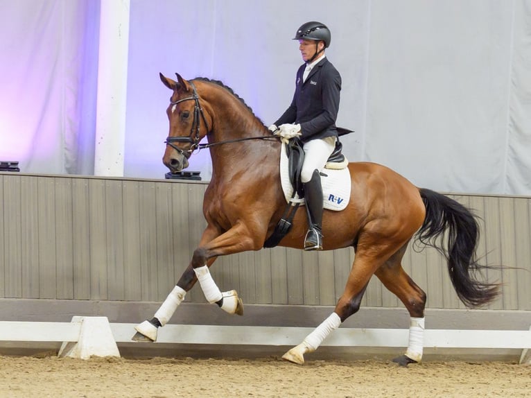 Westfale Wallach 4 Jahre 176 cm Brauner in Mnster-Handorf