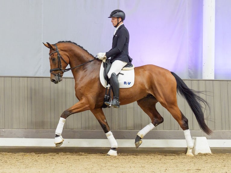 Westfale Wallach 4 Jahre 176 cm Brauner in Mnster-Handorf