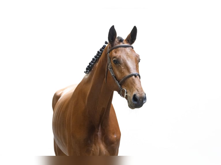 Westfale Wallach 4 Jahre 176 cm Brauner in Waddinxveen