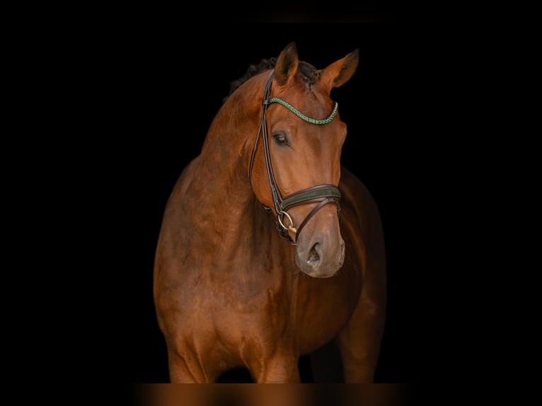 Westfale Wallach 4 Jahre 177 cm Brauner in Wehringen