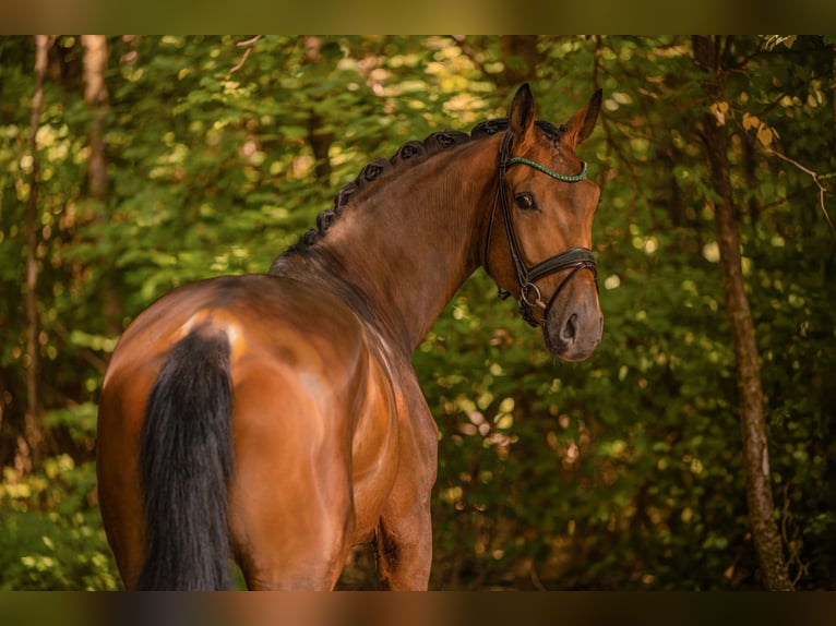 Westfale Wallach 4 Jahre 177 cm Brauner in Wehringen