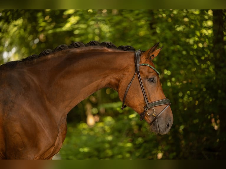 Westfale Wallach 4 Jahre 177 cm Brauner in Wehringen