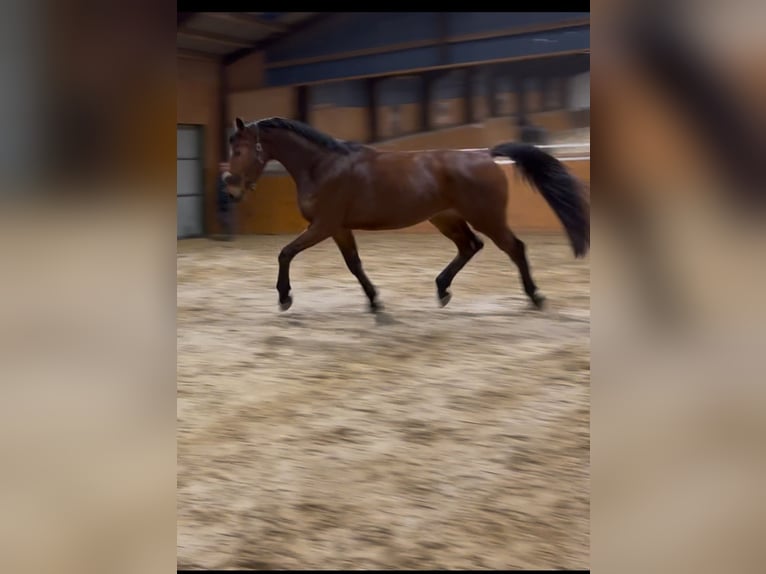 Westfale Wallach 4 Jahre 177 cm Hellbrauner in Bim&#xF6;hlen