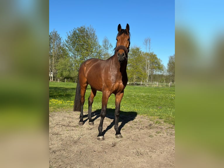 Westfale Wallach 4 Jahre 177 cm Hellbrauner in Bim&#xF6;hlen
