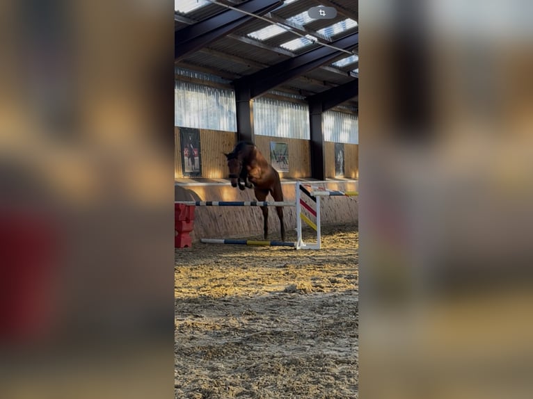 Westfale Wallach 4 Jahre 177 cm Hellbrauner in Bim&#xF6;hlen