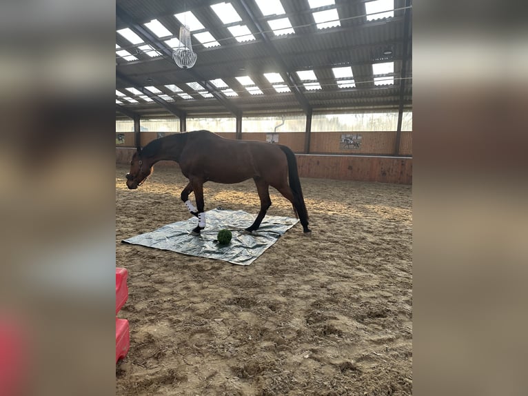 Westfale Wallach 4 Jahre 177 cm Hellbrauner in Bim&#xF6;hlen