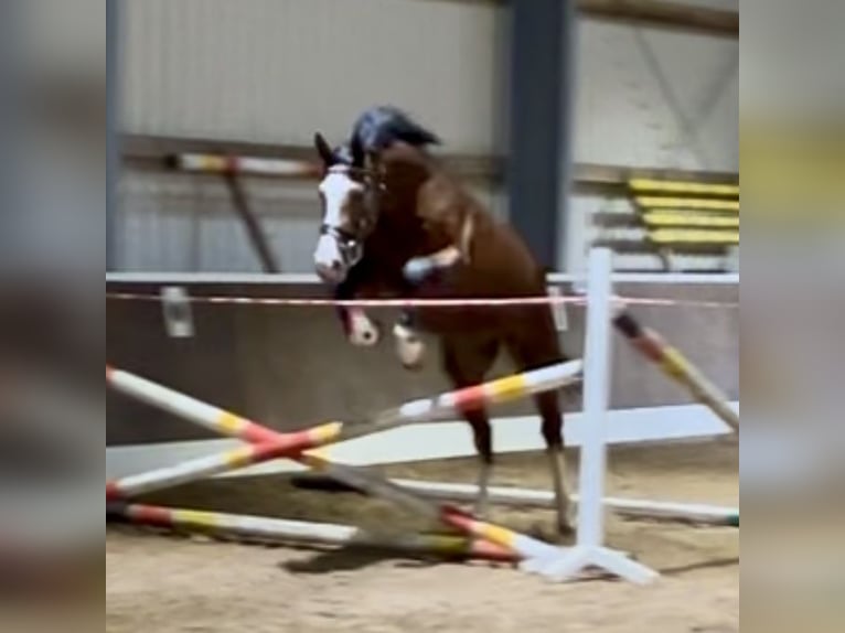 Westfale Wallach 4 Jahre 178 cm Brauner in Lingen