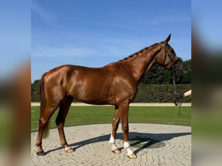 Westfale Wallach 4 Jahre 178 cm Fuchs in Espelkamp