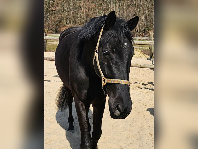 Westfale Wallach 4 Jahre 179 cm Rappe in Leopoldsh&#xF6;he