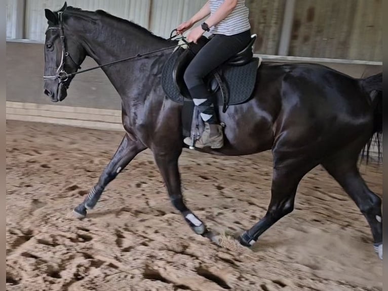 Westfale Wallach 4 Jahre 179 cm Rappe in Leopoldsh&#xF6;he