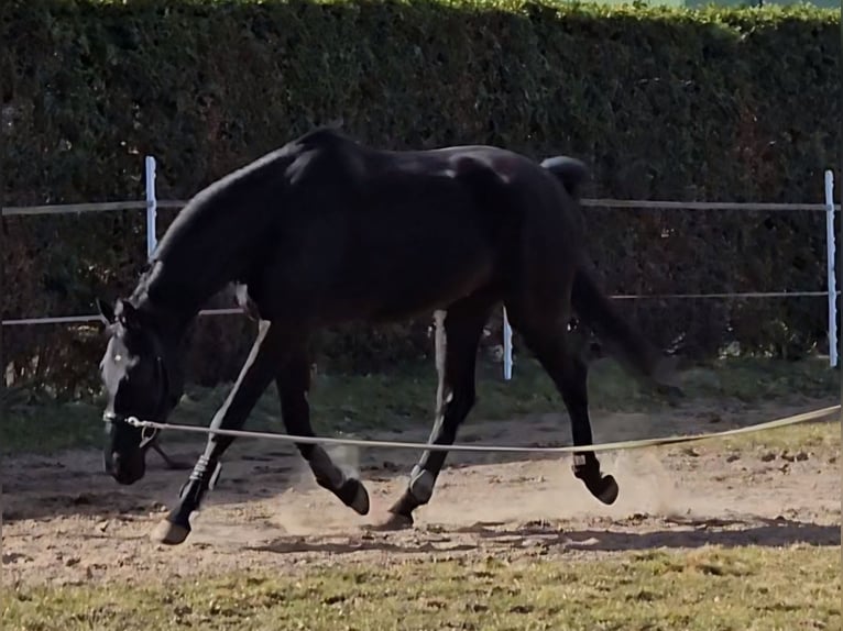 Westfale Wallach 4 Jahre 179 cm Rappe in Leopoldsh&#xF6;he