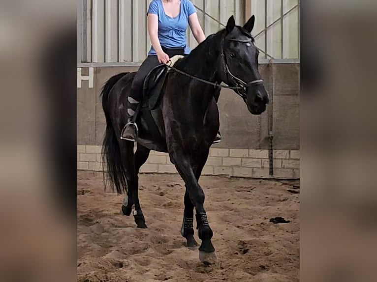 Westfale Wallach 4 Jahre 179 cm Rappe in Leopoldsh&#xF6;he