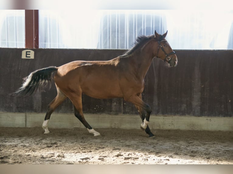 Westfale Wallach 4 Jahre 180 cm Brauner in Bohmte