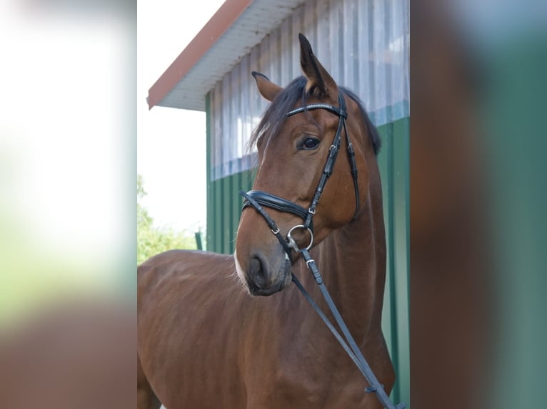 Westfale Wallach 4 Jahre 180 cm Brauner in Bohmte
