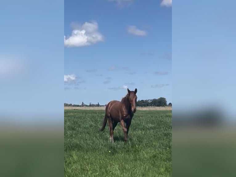 Westfale Wallach 4 Jahre 180 cm Fuchs in Ahlen