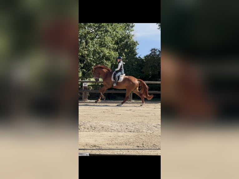 Westfale Wallach 4 Jahre 180 cm Fuchs in Ahlen