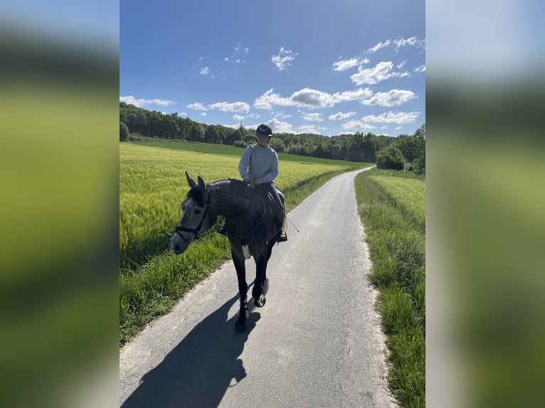 Westfale Wallach 4 Jahre 180 cm Kann Schimmel werden in Bad Driburg