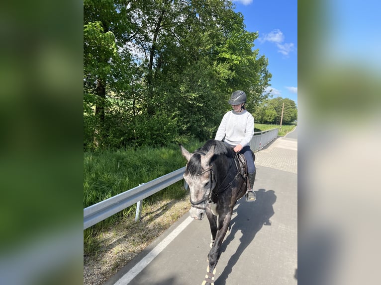 Westfale Wallach 4 Jahre 180 cm Kann Schimmel werden in Bad Driburg