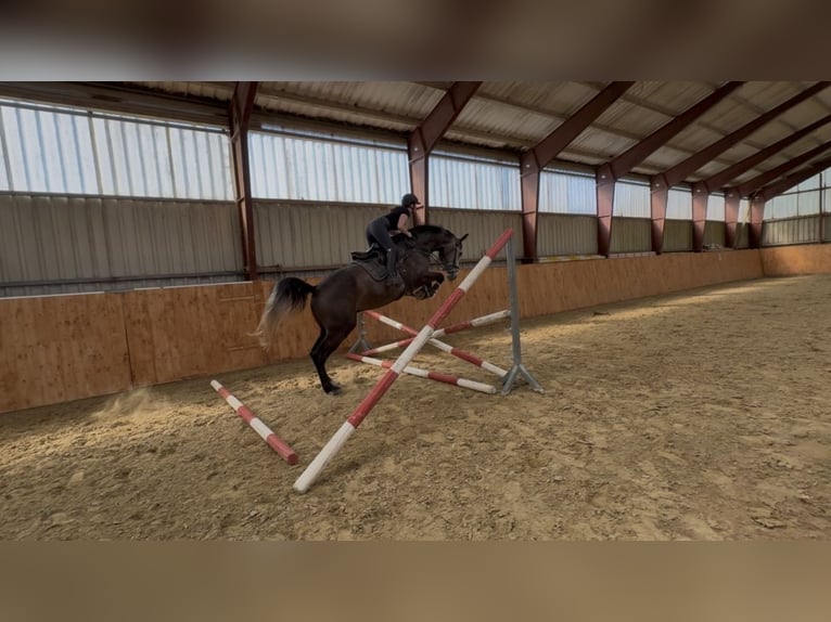 Westfale Wallach 4 Jahre 180 cm Kann Schimmel werden in Bad Driburg