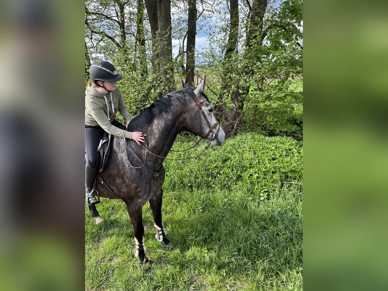 Westfale Wallach 4 Jahre 180 cm Kann Schimmel werden in Bad Driburg