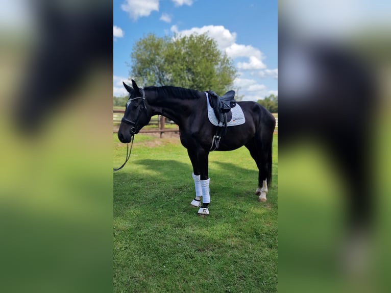 Westfale Wallach 4 Jahre 180 cm Schwarzbrauner in Warendorf