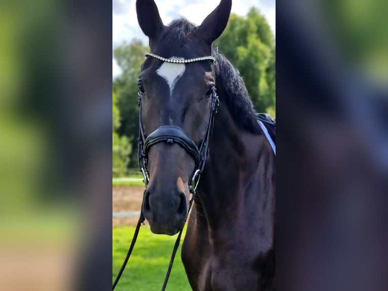 Westfale Wallach 4 Jahre 180 cm Schwarzbrauner in Warendorf
