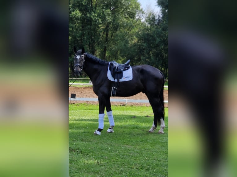 Westfale Wallach 4 Jahre 180 cm Schwarzbrauner in Warendorf