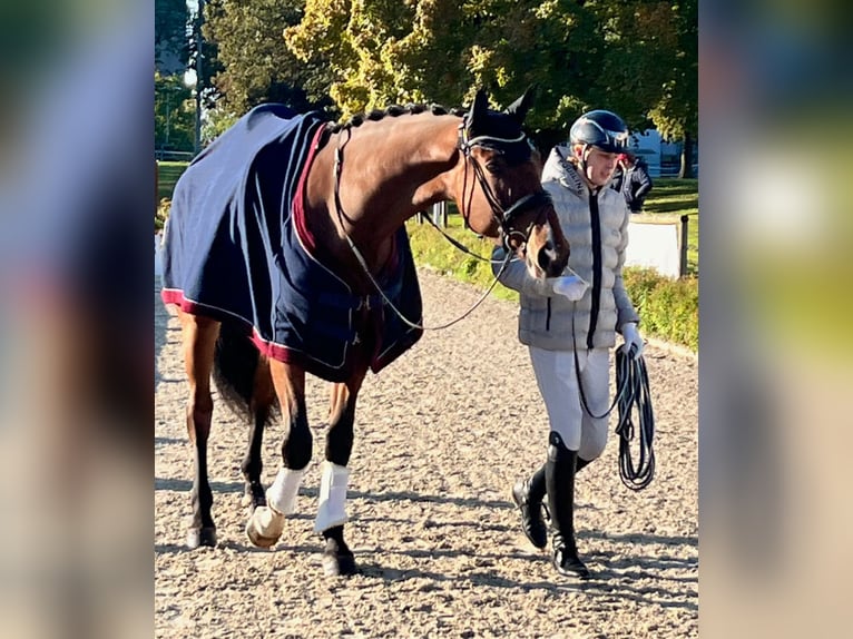 Westfale Wallach 4 Jahre 182 cm Brauner in Tamm