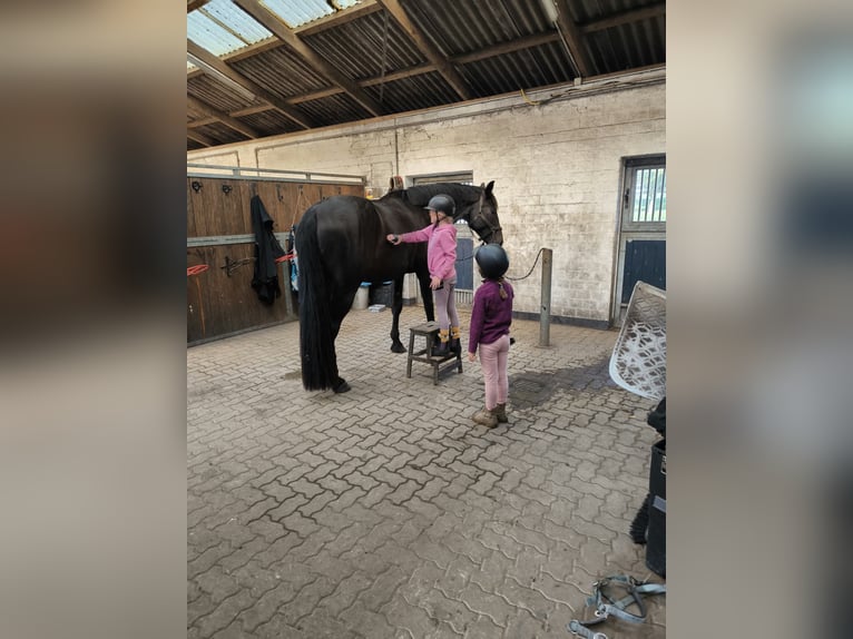 Westfale Wallach 4 Jahre 182 cm Rappe in Achtrup