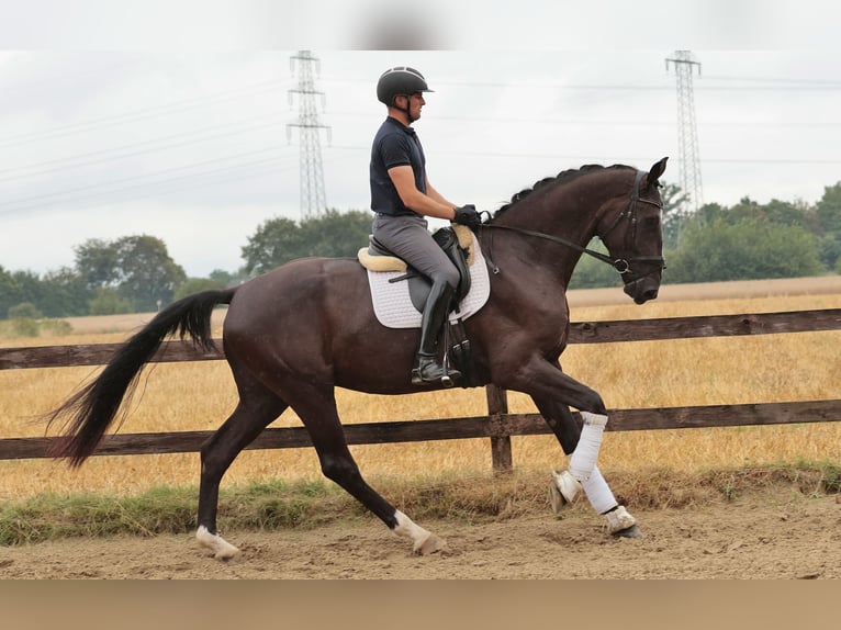 Westfale Wallach 4 Jahre 183 cm Schwarzbrauner in Iserlohn