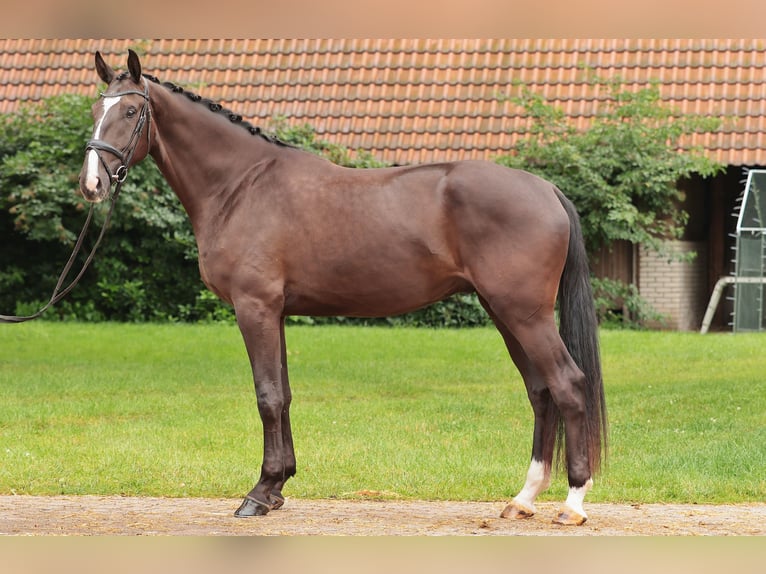 Westfale Wallach 4 Jahre 183 cm Schwarzbrauner in Iserlohn