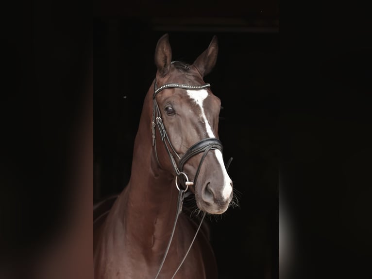 Westfale Wallach 4 Jahre 183 cm Schwarzbrauner in Iserlohn
