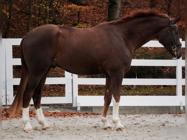 Westfale Wallach 4 Jahre 185 cm Dunkelfuchs in Nettersheim