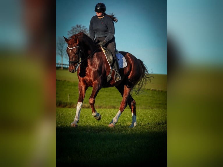 Westfale Wallach 4 Jahre 185 cm Dunkelfuchs in Nettersheim