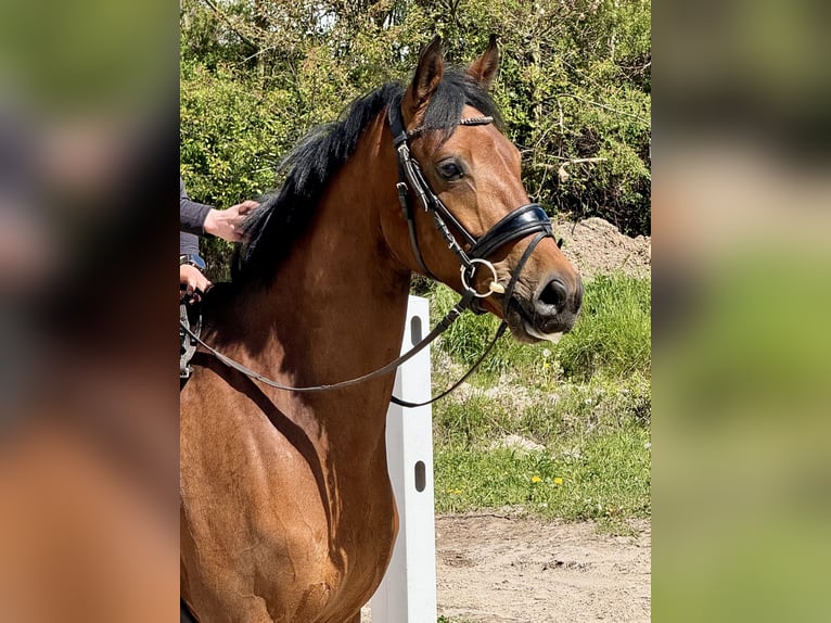 Westfale Wallach 4 Jahre Brauner in Vellmar